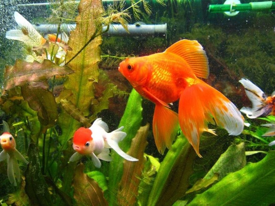 denarni akvarij z zlato ribico